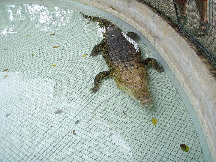 Anaconda hp 056.jpg